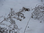傲雪