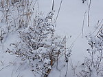 傲雪
