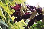 禾雀花