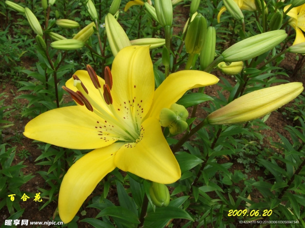 百合花