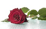玫瑰花