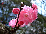 桃花盛开