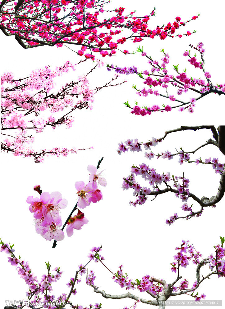 桃花素材库