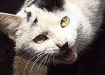 猫的尊严