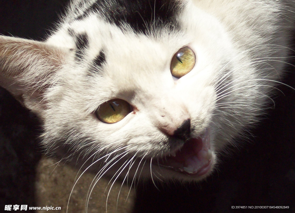 猫的尊严
