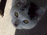 猫的特写2