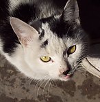 猫的特写