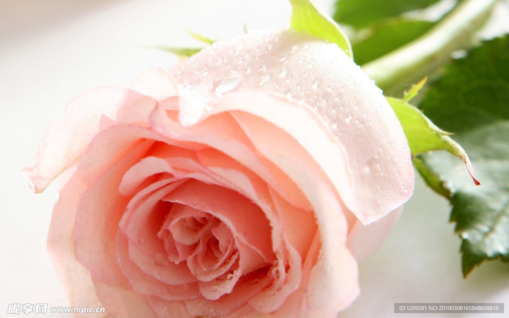玫瑰花