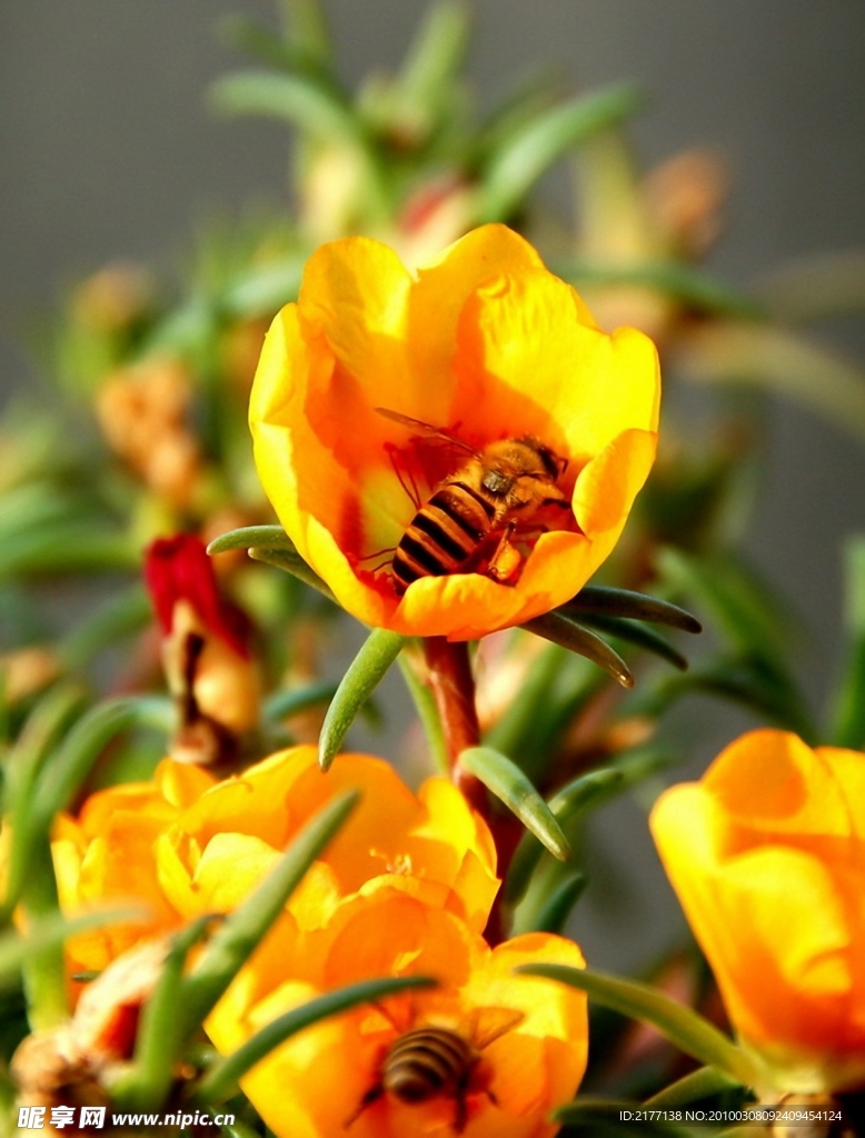 太阳花与小蜜蜂