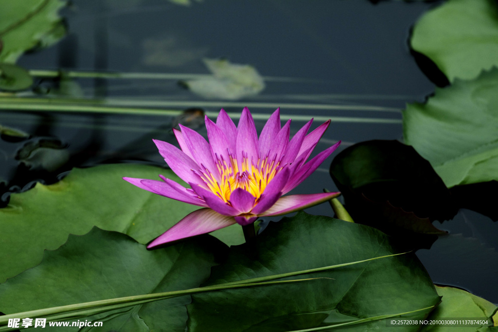 莲花