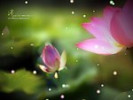 荷韵莲花香psd分层摄影模版