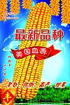 玉米画