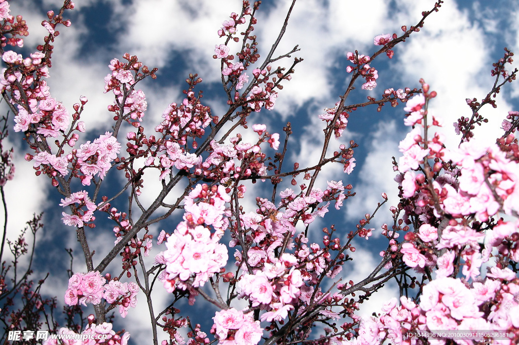 桃花
