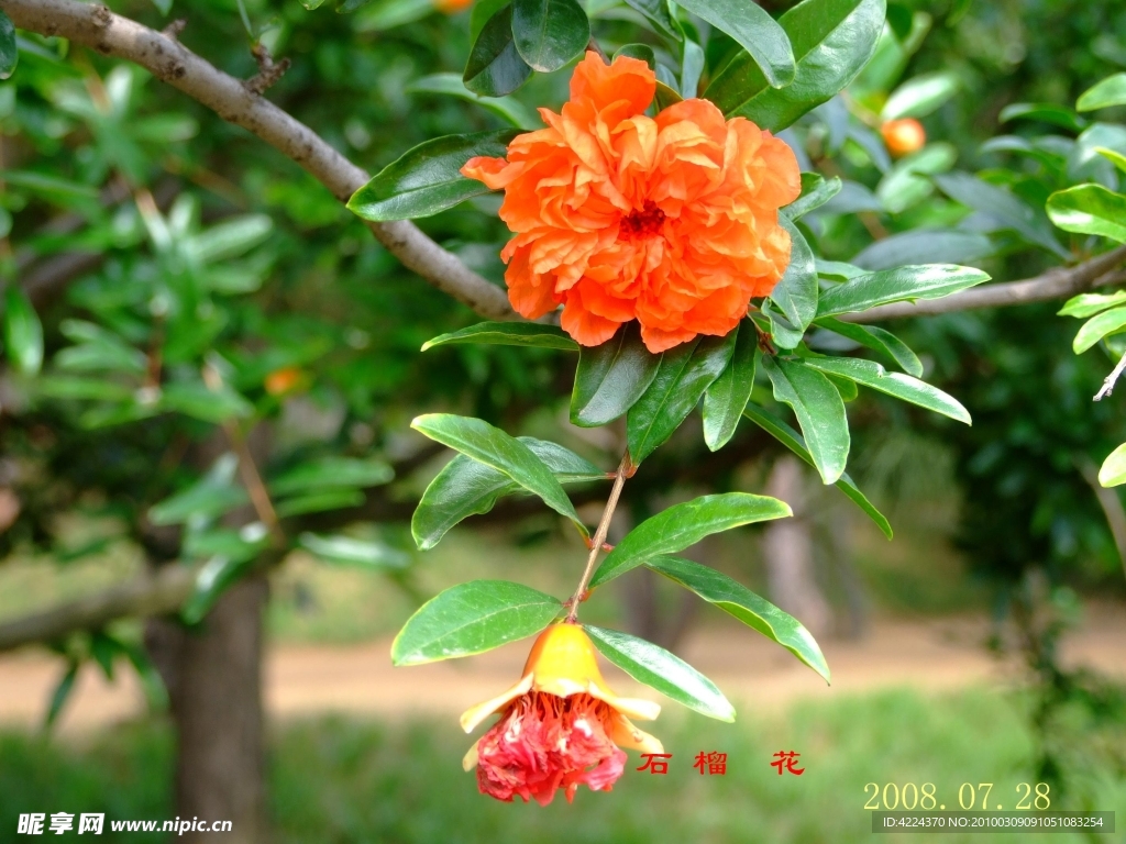 石榴花