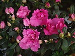 杜鹃花