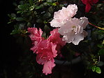 杜鹃花