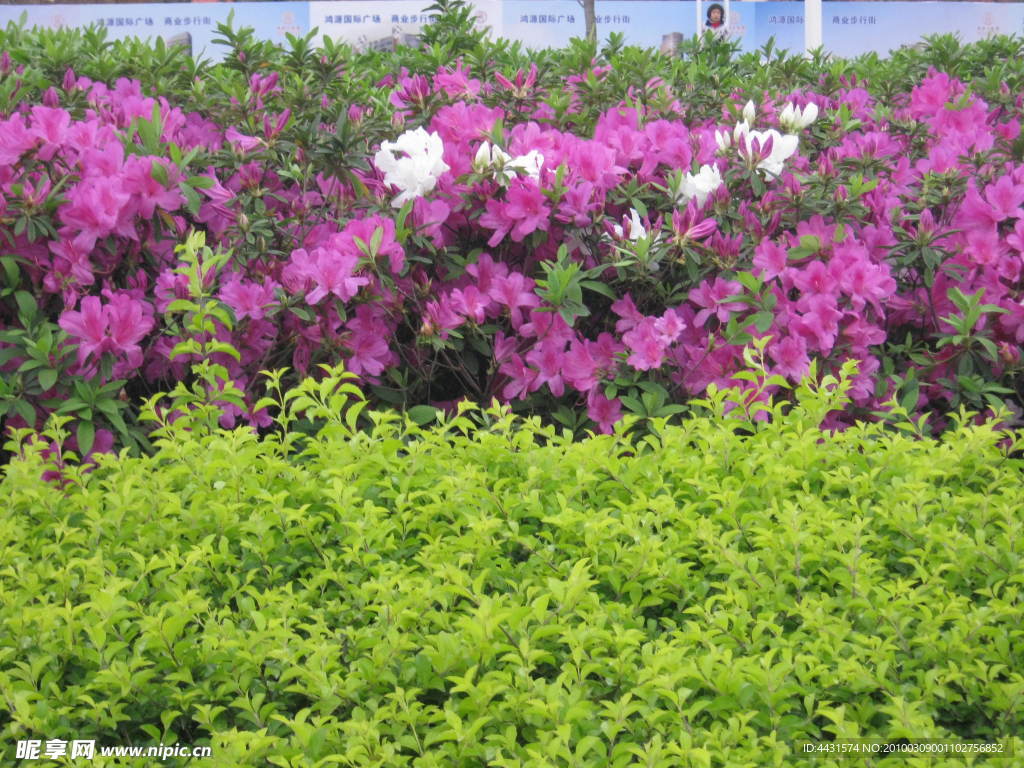 杜鹃花