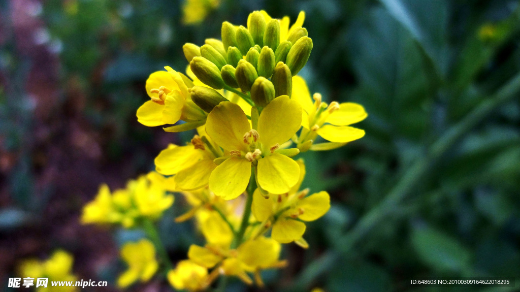 油菜花