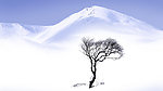 雪山上的一棵树