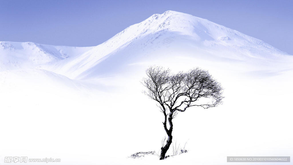 雪山上的一棵树