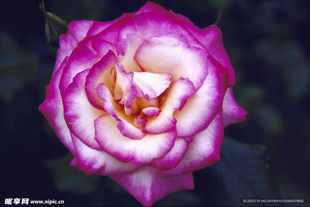 玫瑰花