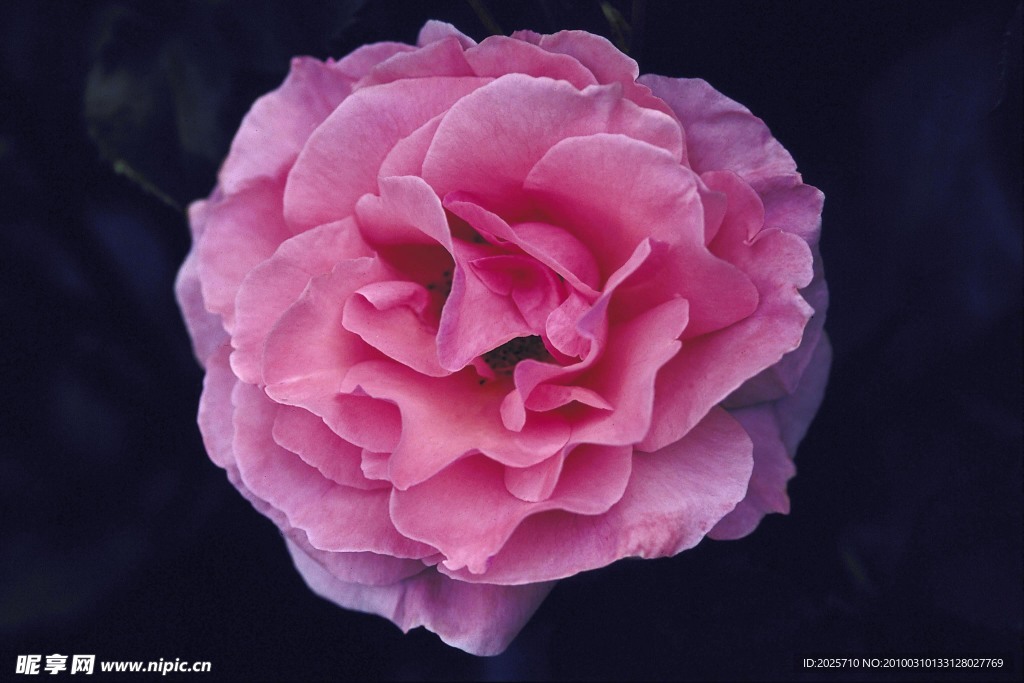 玫瑰花