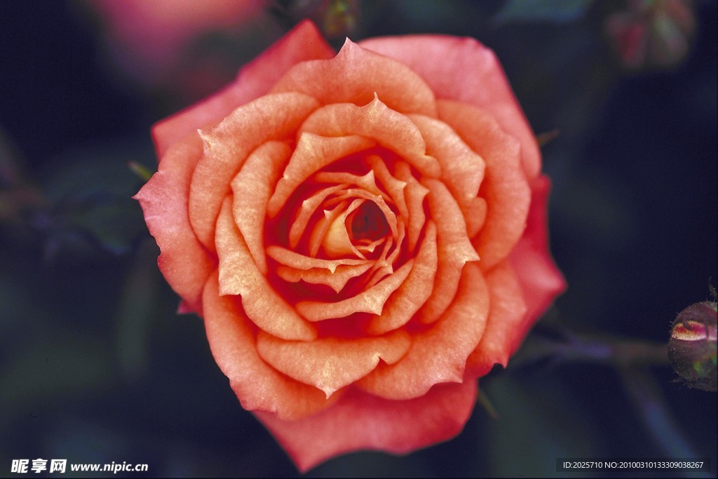 玫瑰花