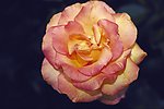 玫瑰花