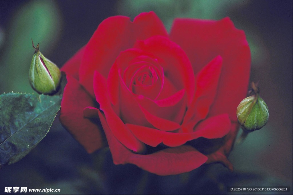 玫瑰花