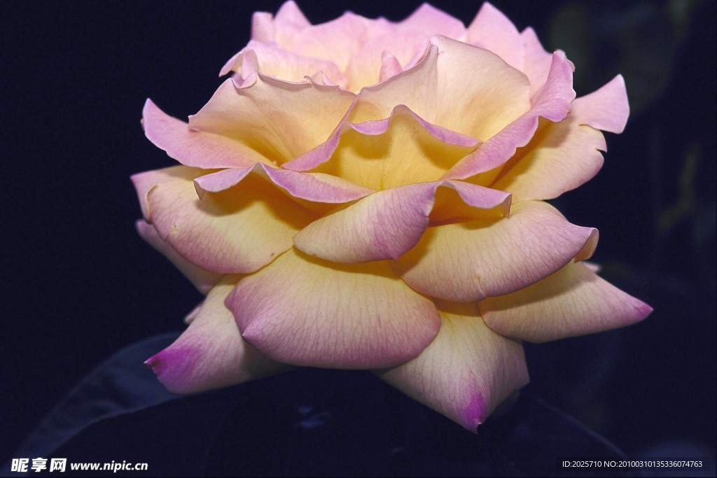 鲜花