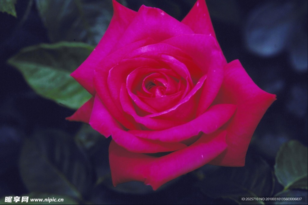 玫瑰花