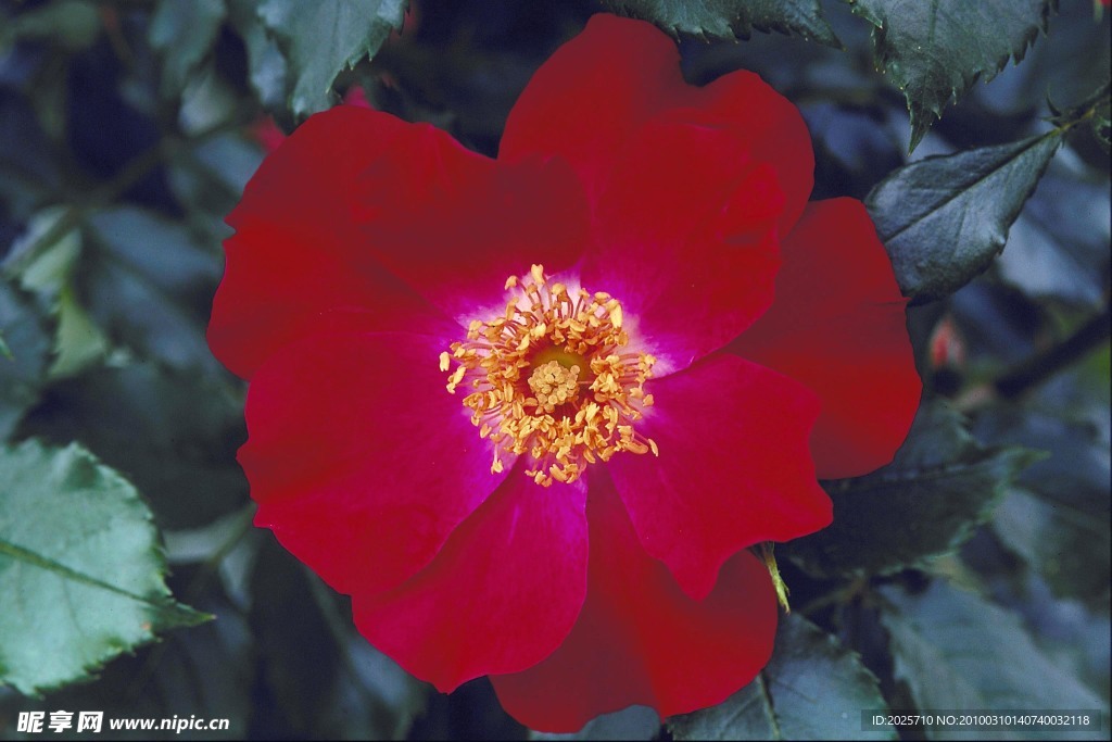 鲜花
