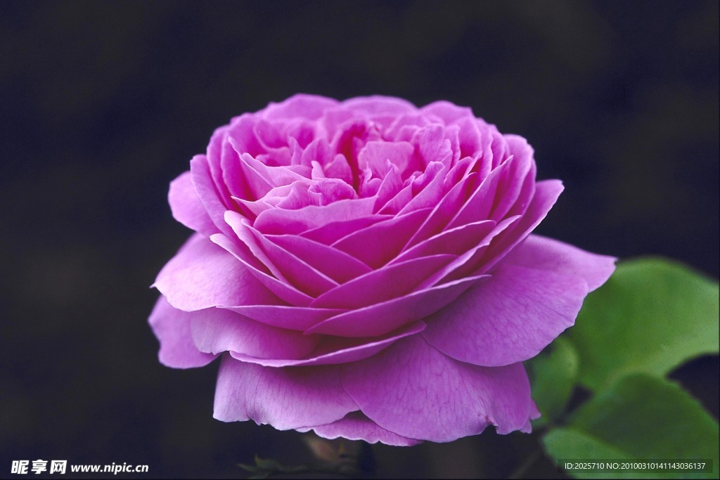 玫瑰花