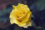 玫瑰花