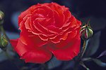 玫瑰花