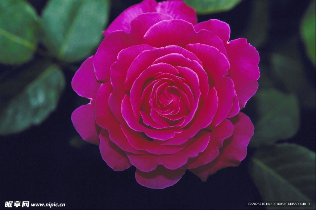 玫瑰花