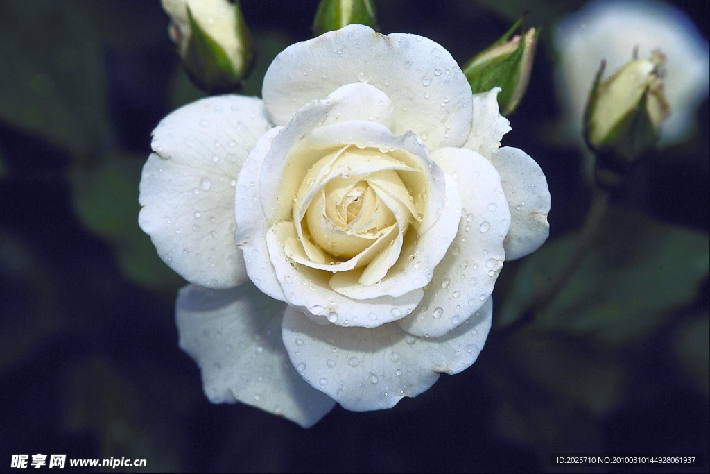 玫瑰花