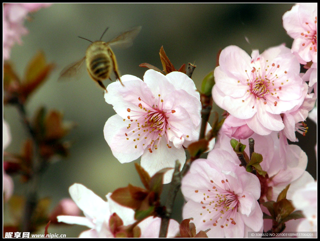 梅花蜜蜂