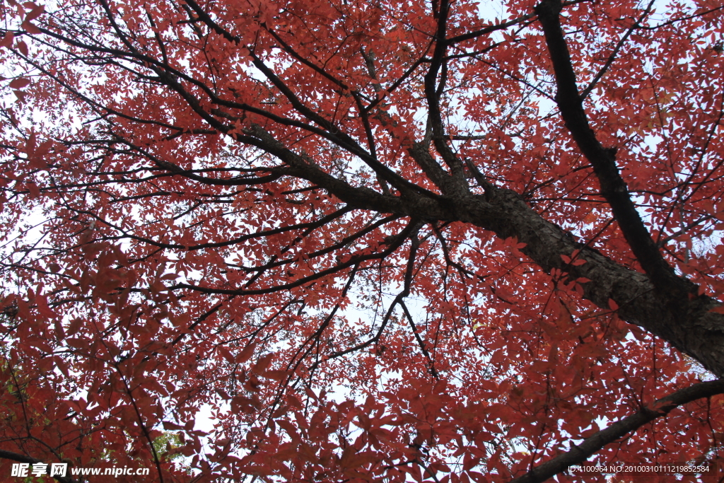 红树