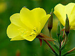月见草