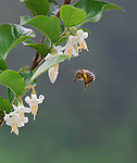 采蜜