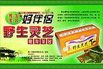 灵芝茶海报