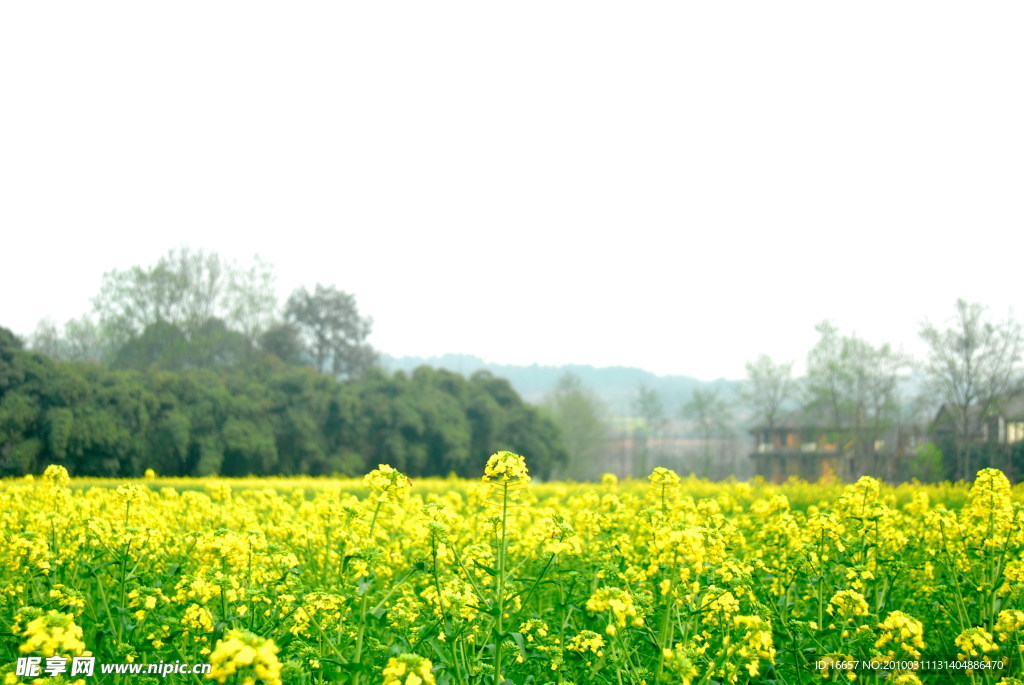 油菜花大图原创