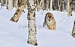 丛林中的野猫