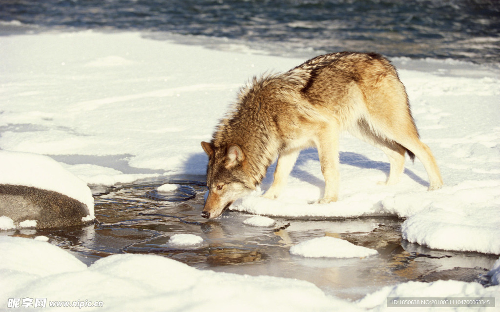 饮水中的狼