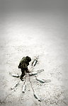 电影海报 拆弹部队 The Hurt Locker