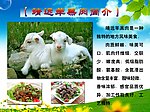 羊羔