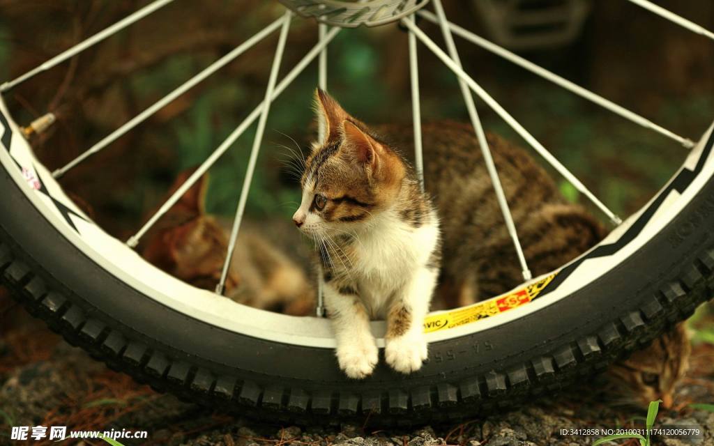 小花猫