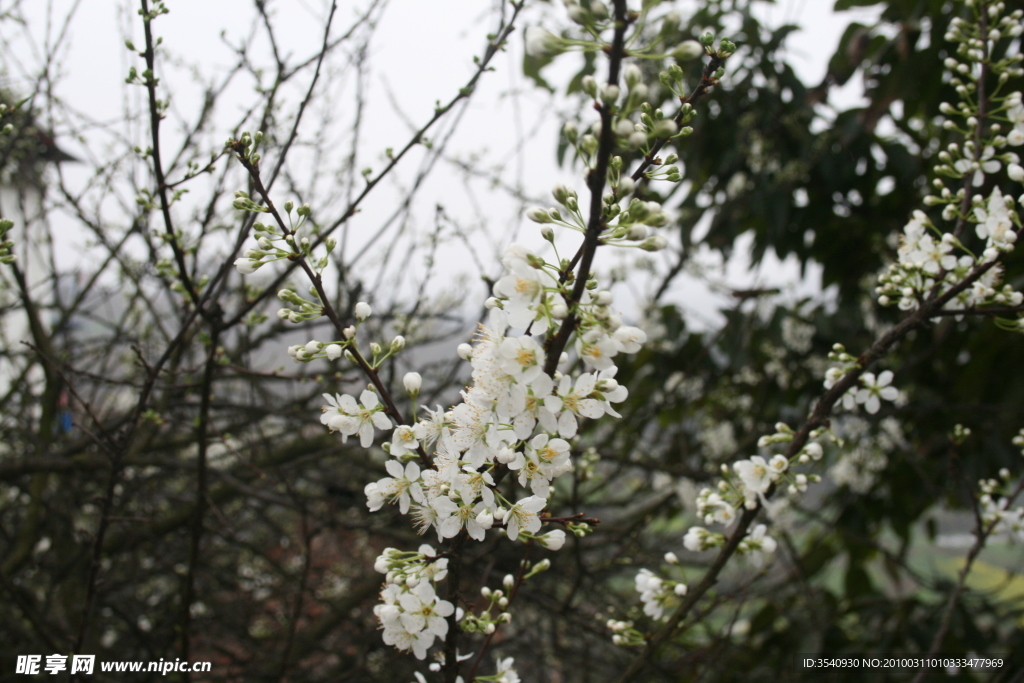 樱花