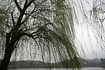 柳树